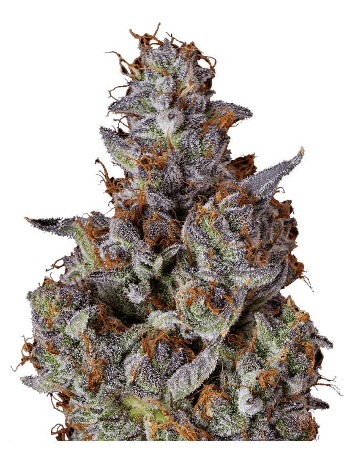 Dragon OG