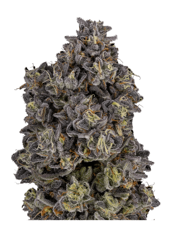 Kimbo Kush