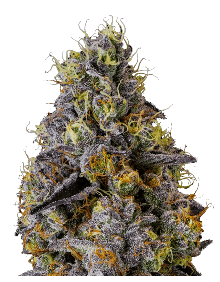 Lemon Meringue